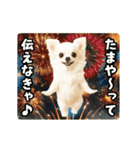 夏の♡エッホエッホ♪チワワ（個別スタンプ：23）