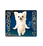 夏の♡エッホエッホ♪チワワ（個別スタンプ：24）