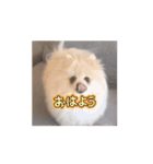 動くポメラニアン5歳（個別スタンプ：3）