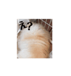 動くポメラニアン5歳（個別スタンプ：5）