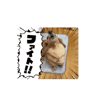 動くりぃちゃんスタンプ❤︎‬（個別スタンプ：2）