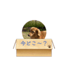 動くりぃちゃんスタンプ❤︎‬（個別スタンプ：6）