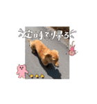 動くりぃちゃんスタンプ❤︎‬（個別スタンプ：15）