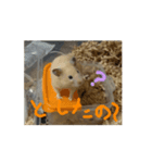 わが家のハムスター007（個別スタンプ：3）