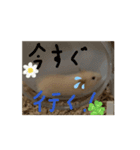 わが家のハムスター007（個別スタンプ：5）
