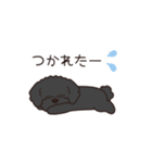 『トイプードル』毎日使えるデカ文字．3（個別スタンプ：16）