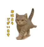 ぬいぐるみサバトラ猫のサマースタンプ（個別スタンプ：1）