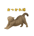 ぬいぐるみサバトラ猫のサマースタンプ（個別スタンプ：8）