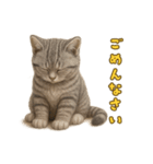 ぬいぐるみサバトラ猫のサマースタンプ（個別スタンプ：9）