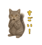ぬいぐるみサバトラ猫のサマースタンプ（個別スタンプ：13）
