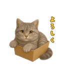ぬいぐるみサバトラ猫のサマースタンプ（個別スタンプ：14）