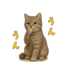 ぬいぐるみサバトラ猫のサマースタンプ（個別スタンプ：18）