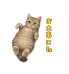 ぬいぐるみサバトラ猫のサマースタンプ（個別スタンプ：20）