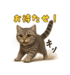 ぬいぐるみサバトラ猫のサマースタンプ（個別スタンプ：24）