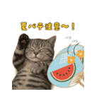ぬいぐるみサバトラ猫のサマースタンプ（個別スタンプ：37）