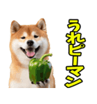 ダジャレ☆柴犬（個別スタンプ：2）