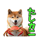 ダジャレ☆柴犬（個別スタンプ：5）