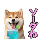 ダジャレ☆柴犬（個別スタンプ：6）