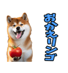 ダジャレ☆柴犬（個別スタンプ：12）