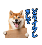 ダジャレ☆柴犬（個別スタンプ：16）