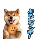 ダジャレ☆柴犬（個別スタンプ：19）