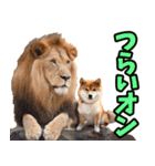 ダジャレ☆柴犬（個別スタンプ：23）