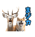 ダジャレ☆柴犬（個別スタンプ：24）