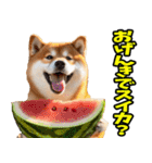 ダジャレ☆柴犬（個別スタンプ：29）