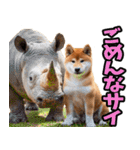 ダジャレ☆柴犬（個別スタンプ：30）