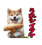ダジャレ☆柴犬（個別スタンプ：33）