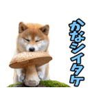 ダジャレ☆柴犬（個別スタンプ：34）