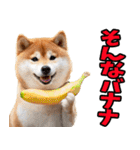 ダジャレ☆柴犬（個別スタンプ：38）