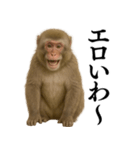エロ・爆笑＠ニホンザルの日常会話（個別スタンプ：1）