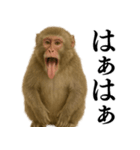 エロ・爆笑＠ニホンザルの日常会話（個別スタンプ：2）