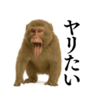 エロ・爆笑＠ニホンザルの日常会話（個別スタンプ：3）