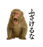 エロ・爆笑＠ニホンザルの日常会話（個別スタンプ：5）