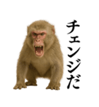 エロ・爆笑＠ニホンザルの日常会話（個別スタンプ：6）