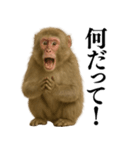 エロ・爆笑＠ニホンザルの日常会話（個別スタンプ：7）