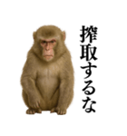 エロ・爆笑＠ニホンザルの日常会話（個別スタンプ：11）