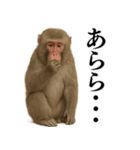 エロ・爆笑＠ニホンザルの日常会話（個別スタンプ：15）