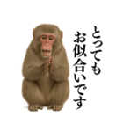 エロ・爆笑＠ニホンザルの日常会話（個別スタンプ：16）