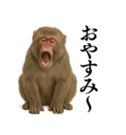 エロ・爆笑＠ニホンザルの日常会話（個別スタンプ：18）