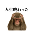 エロ・爆笑＠ニホンザルの日常会話（個別スタンプ：20）