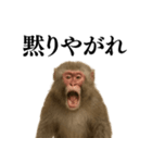 エロ・爆笑＠ニホンザルの日常会話（個別スタンプ：23）