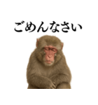 エロ・爆笑＠ニホンザルの日常会話（個別スタンプ：24）