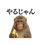 エロ・爆笑＠ニホンザルの日常会話（個別スタンプ：26）