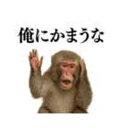 エロ・爆笑＠ニホンザルの日常会話（個別スタンプ：29）
