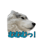 もじゃハスキー レイ2（個別スタンプ：5）