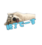 もじゃハスキー レイ2（個別スタンプ：6）