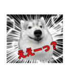 もじゃハスキー レイ2（個別スタンプ：8）
